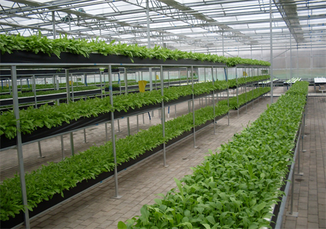 細(xì)葉菜水耕栽培