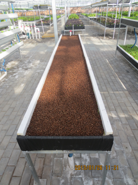 細(xì)葉菜水耕栽培