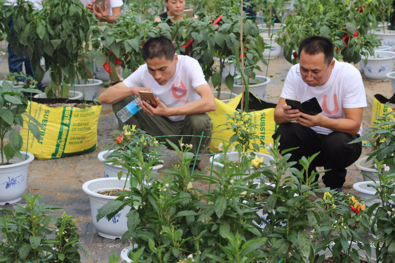 第十期學(xué)員在觀看盆栽蔬菜