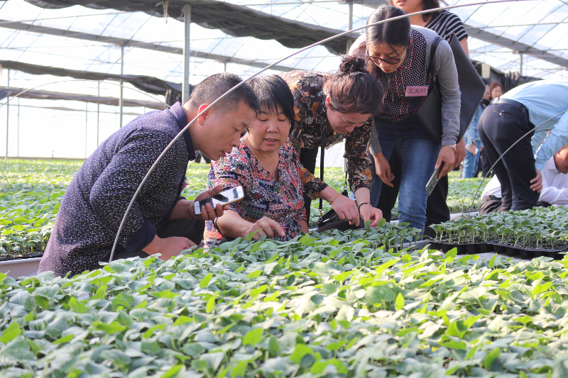 十五期學員在育苗棚內練習嫁接技術
