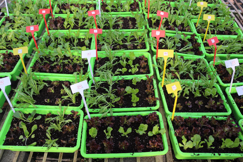 十五期學員做的盆栽蔬菜，每人一盆