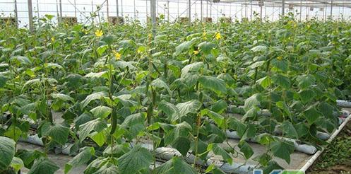 基質(zhì)準(zhǔn)備.jpg 基質(zhì)準(zhǔn)備.jpg