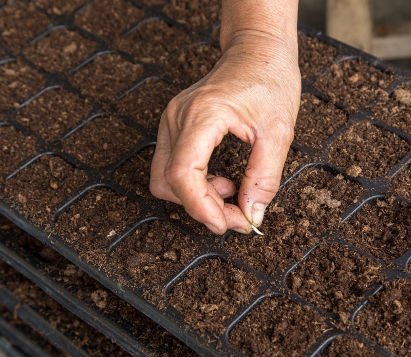 播種育苗.jpg 播種育苗.jpg