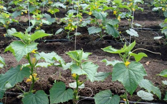 定值后管理.jpg 定值后管理.jpg