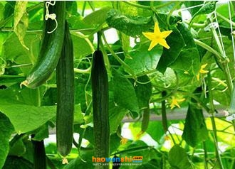 “袋式”黃瓜果實(shí) “袋式”黃瓜果實(shí)