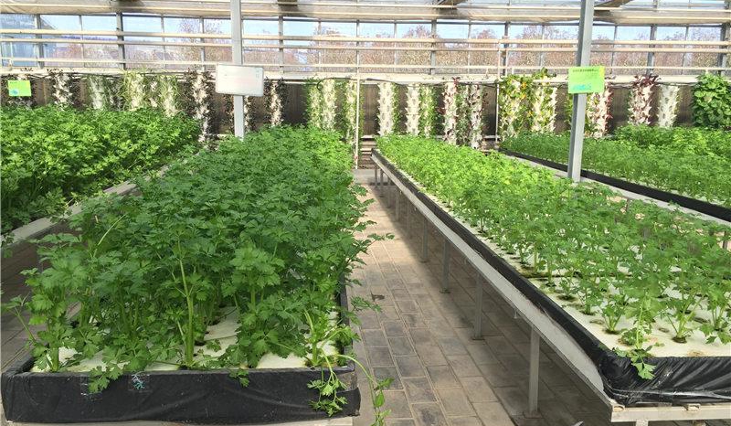 深夜流漂浮水培技術(shù).jpg 深夜流漂浮水培技術(shù).jpg