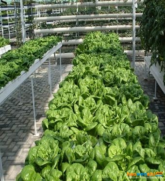 深夜流水耕栽培.jpg 深夜流水耕栽培.jpg