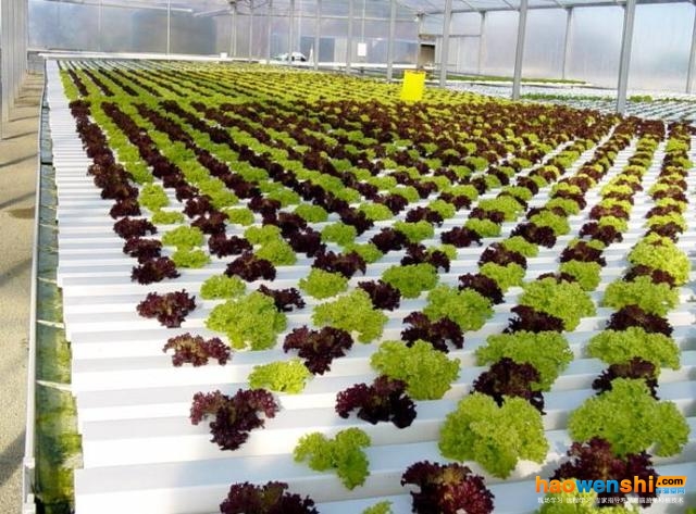 深夜流水培技術(shù).jpg 深夜流水培技術(shù).jpg