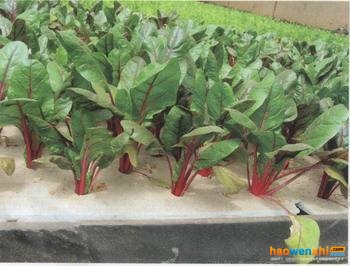 深夜流水培蔬菜.jpg 深夜流水培蔬菜.jpg