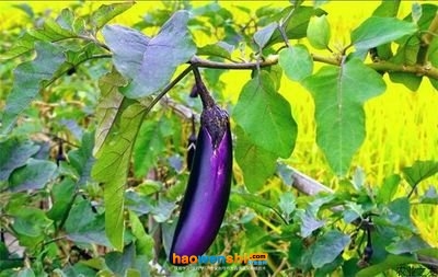 遼茄7號 遼茄7號