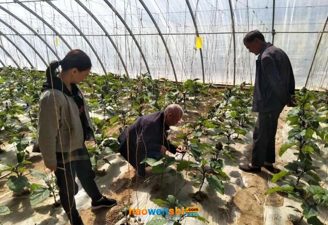 苗期管理 苗期管理