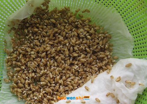 種子處理.jpg 種子處理.jpg