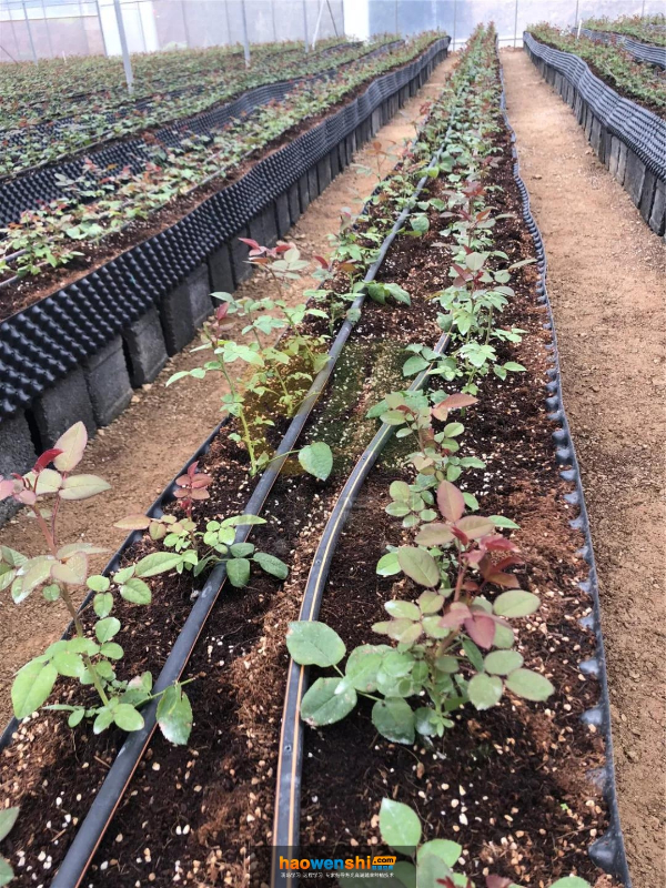 椰糠栽培-2.jpg 椰糠栽培-2.jpg