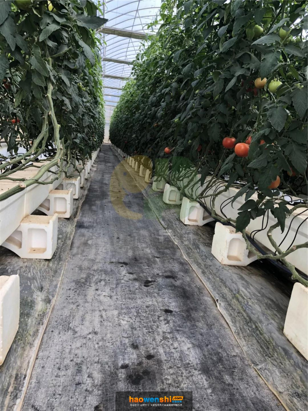 巖棉栽培-2.jpg 巖棉栽培-2.jpg