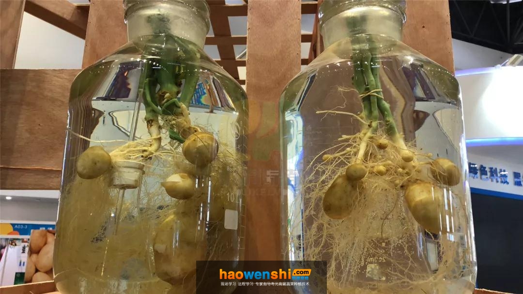 水培.jpg 水培.jpg