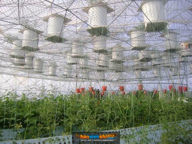 霧培西紅柿.jpg 霧培西紅柿.jpg