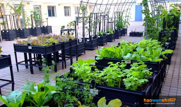 陽臺種植蔬菜.jpg 陽臺種植蔬菜.jpg