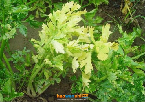 芹菜黃葉圖片.jpg 芹菜黃葉圖片.jpg