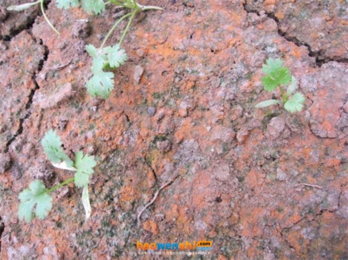 土壤鹽漬化.jpg 土壤鹽漬化.jpg