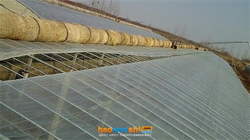 已防風(fēng)的大棚.jpg 已防風(fēng)的大棚.jpg