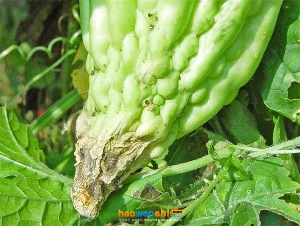 苦瓜炭疽病.jpg 苦瓜炭疽病.jpg