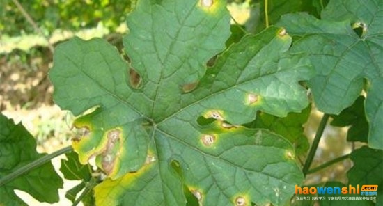 苦瓜葉炭疽病癥狀.jpg 苦瓜葉炭疽病癥狀.jpg