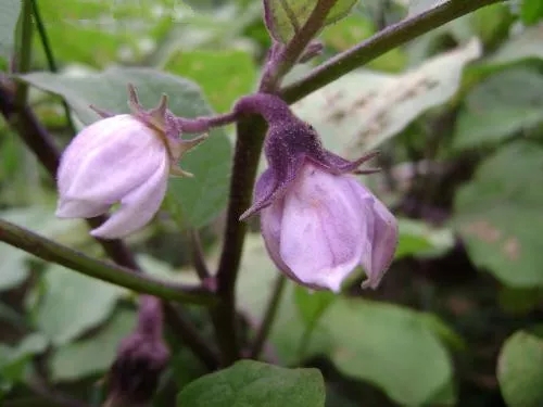 茄子花期.jpg 茄子花期.jpg