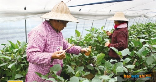 人工授粉.jpg 人工授粉.jpg