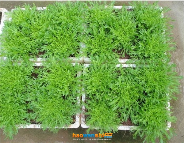 基質(zhì)栽培苦苣.jpg 基質(zhì)栽培苦苣.jpg