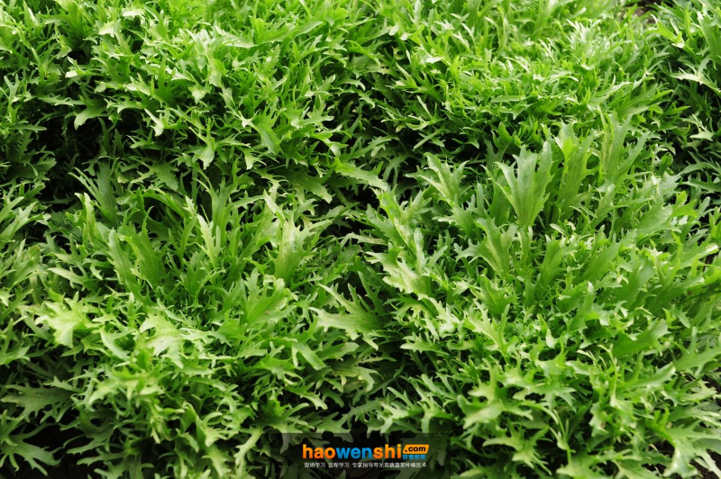 苦苣.jpg 苦苣.jpg