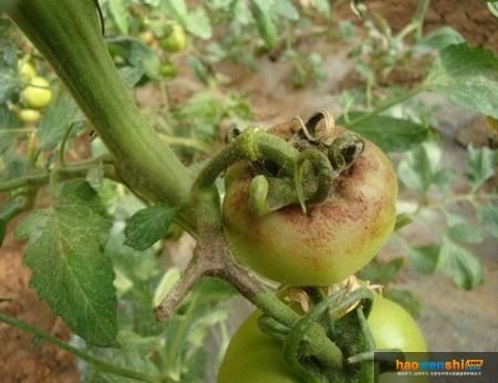 番茄晚疫病果實.jpg 番茄晚疫病果實.jpg