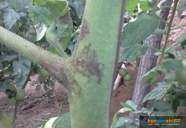 番茄晚疫病植株.jpg 番茄晚疫病植株.jpg