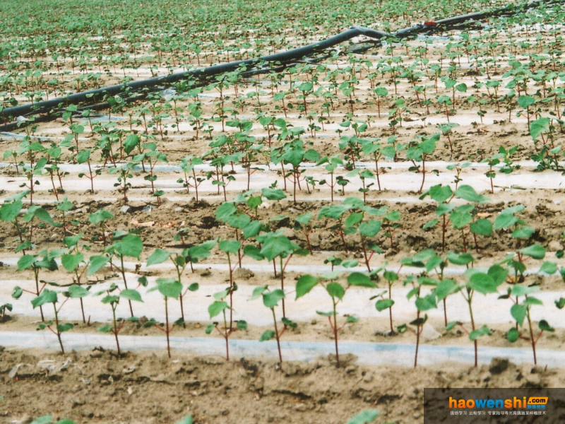 棉花膜下滴灌.jpg 棉花膜下滴灌.jpg
