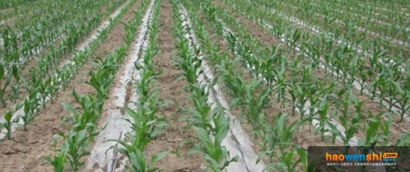 玉米膜下滴灌.jpg 玉米膜下滴灌.jpg