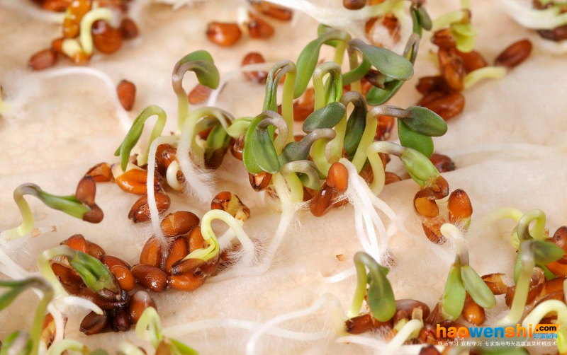 水芹種子發(fā)芽圖片.jpg 水芹種子發(fā)芽圖片.jpg