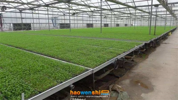 穴盤育苗.jpg 穴盤育苗.jpg