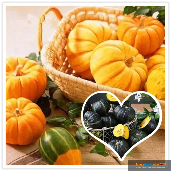 貝貝小南瓜.jpg 貝貝小南瓜.jpg