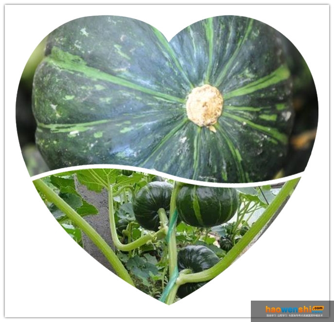 貝貝小南瓜.jpg 貝貝小南瓜.jpg