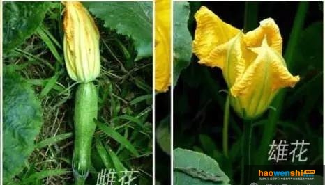 雌花與雄花.jpg 雌花與雄花.jpg