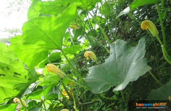 雌花授粉后.jpg 雌花授粉后.jpg