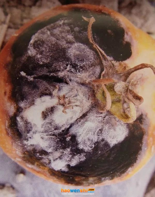 根霉果腐病.jpg 根霉果腐病.jpg