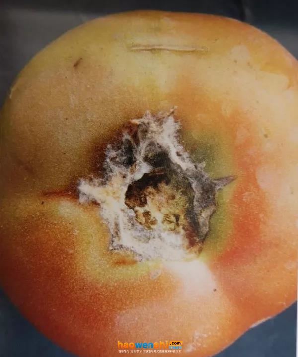 根霉果腐病.jpg 根霉果腐病.jpg