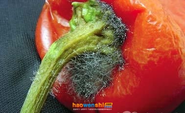 根霉果腐病.jpg 根霉果腐病.jpg