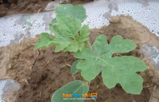 幼苗期.jpg 幼苗期.jpg