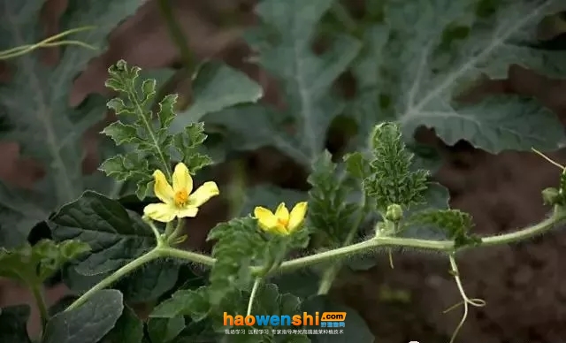 開(kāi)花期.jpg 開(kāi)花期.jpg