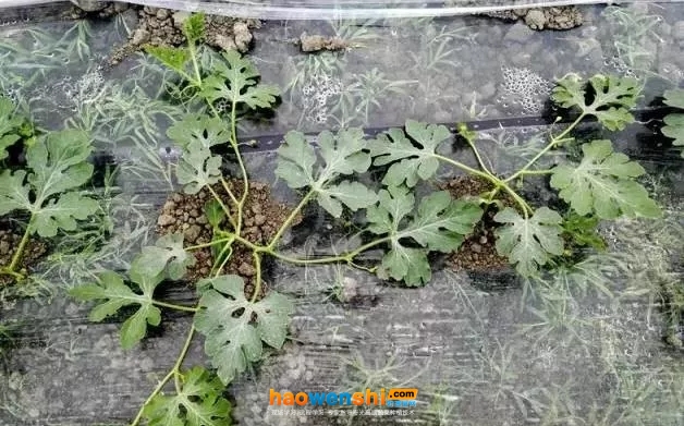 抽蔓期.jpg 抽蔓期.jpg