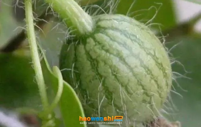 膨瓜期.jpg 膨瓜期.jpg