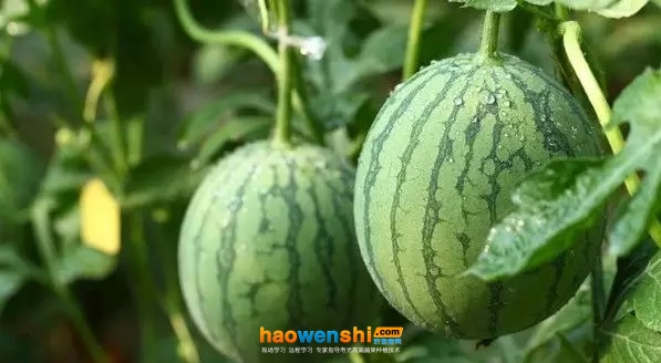 成熟期.jpg 成熟期.jpg