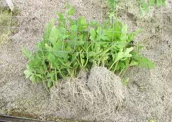 西瓜根系.jpg 西瓜根系.jpg