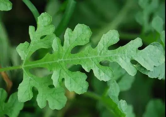 西瓜葉.jpg 西瓜葉.jpg